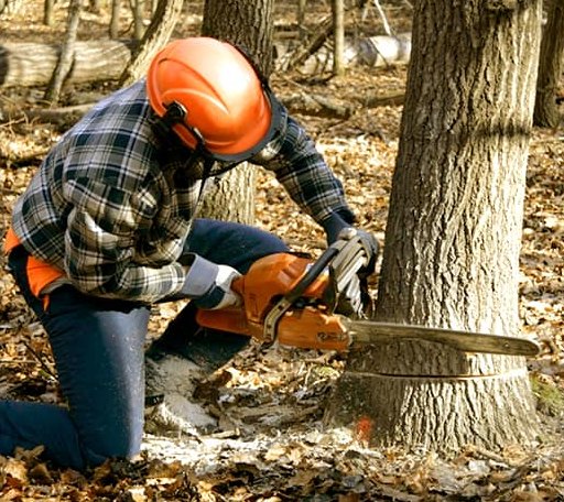 Tree Removal in Wing, ND